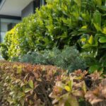 Gärtner meiden Photinia: Dieser Strauch dominiert Hecken im Jahr 2026