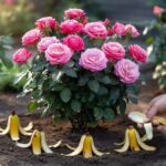 Küchenabfall-Trick: Mit Bananenschalen blühen Rosen fast durchgehend