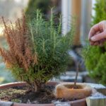 Rosmarin wird braun im März: Dieser einfache Trick rettet die Pflanze